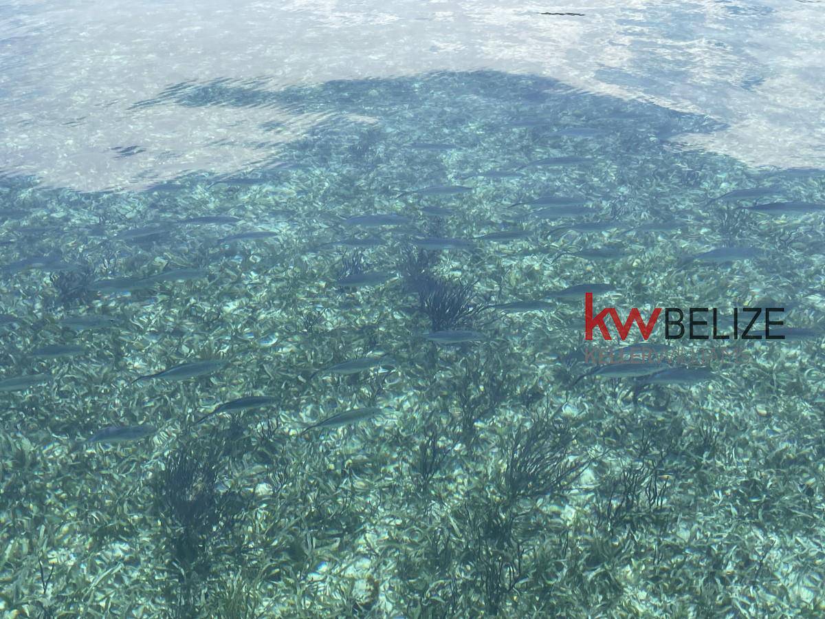 Price Reduction: .25 Acre Island off Placencia Peninsula Maya Beach Stann Creek District