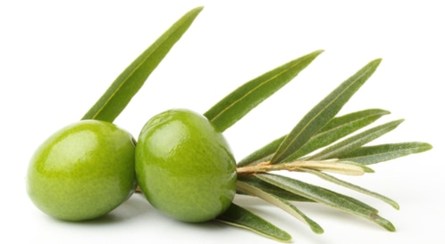 ورق زيتون - سلطان العطارة