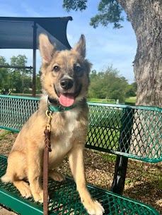 Dog training in Round Rock with ATX K9