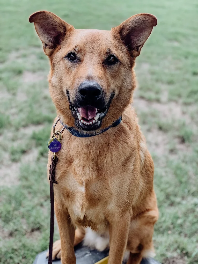 A happy dog on ATX K9's 2.5-acre property