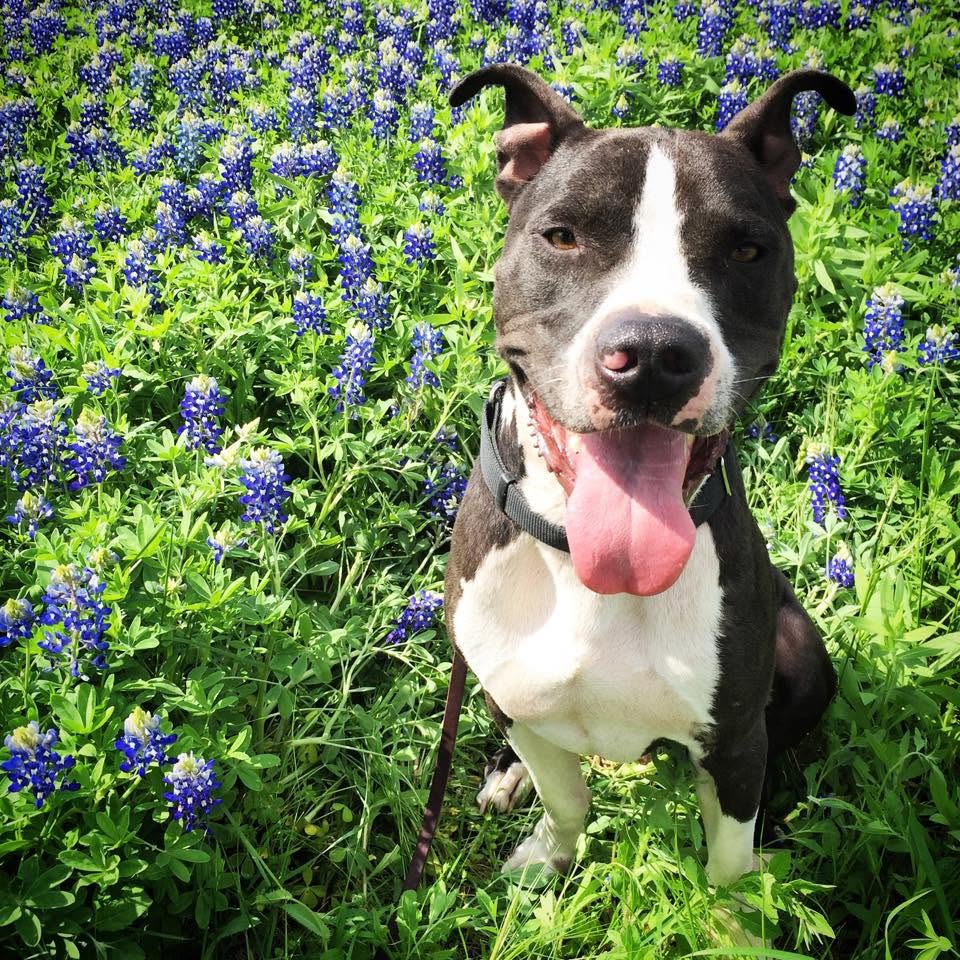 A happy dog at ATX K9's home facility in Elgin, TX
