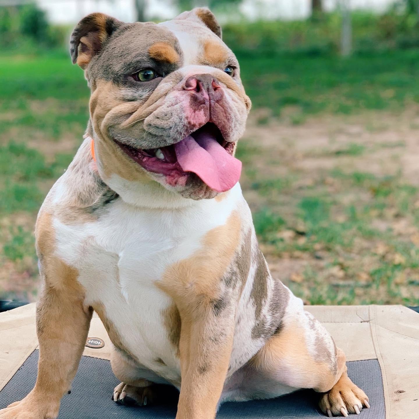 A happy bulldog at an ATX K9 lesson