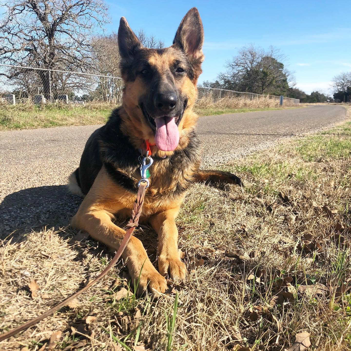 A relaxed, well-trained dog at ATX K9