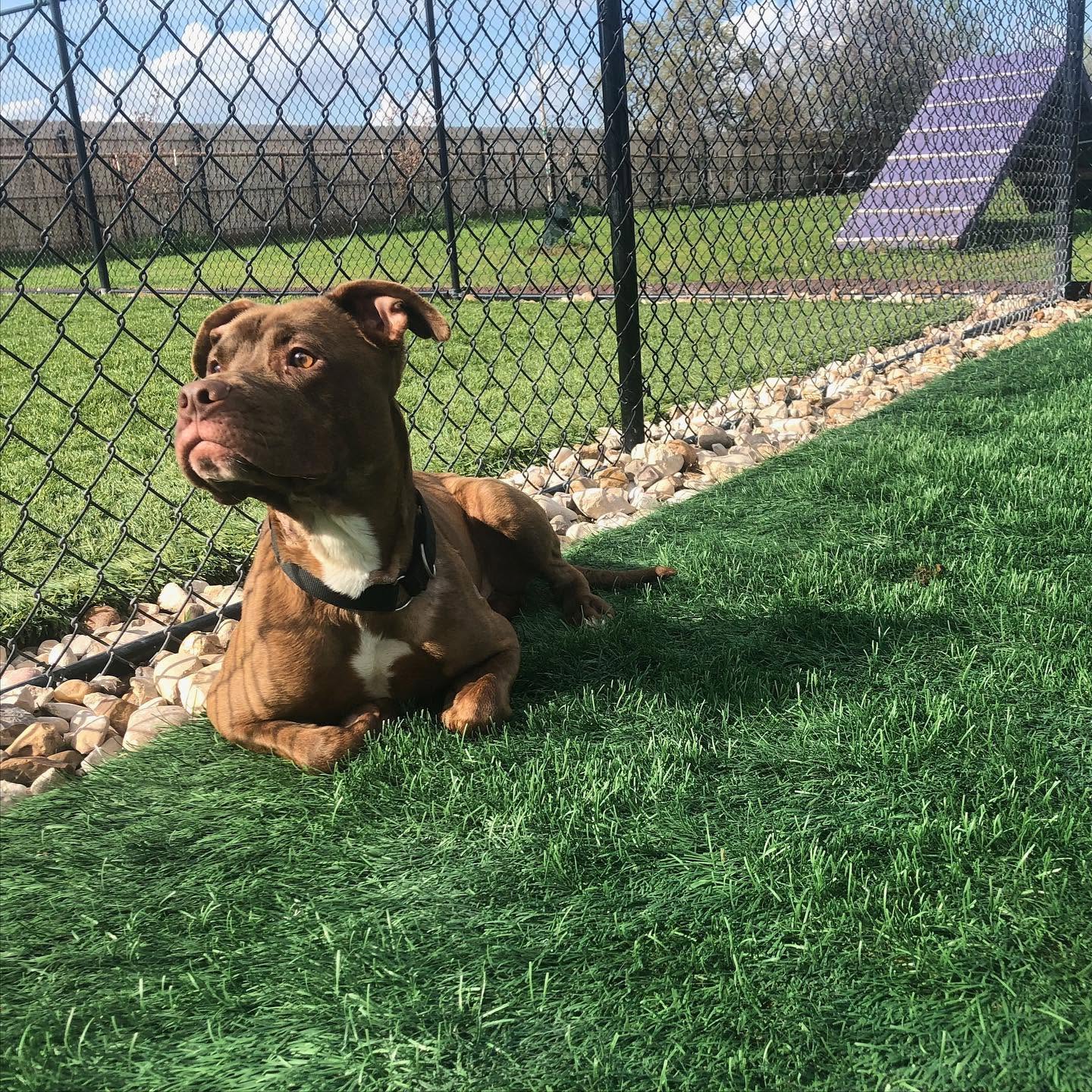 A happy puppy after ATX K9 puppy training in Austin