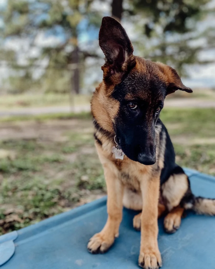 A German shepherd puppy in training at ATX K9