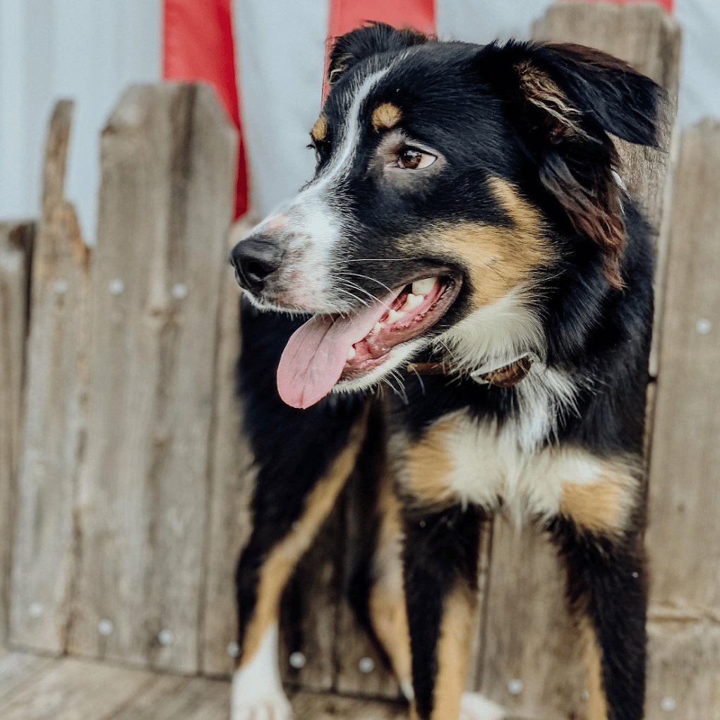 A dog relaxing at ATX K9's home