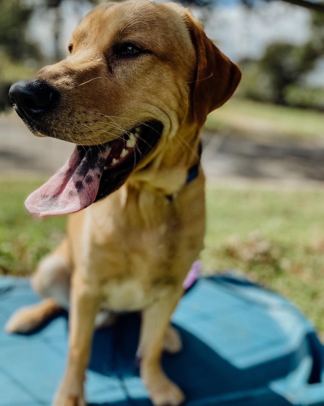 A happy yellow lab at ATX K9