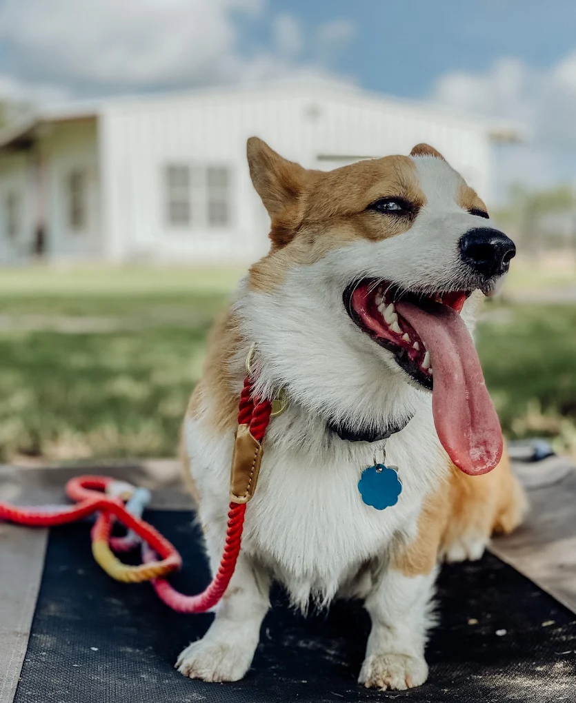 A happy corgi at ATX K9