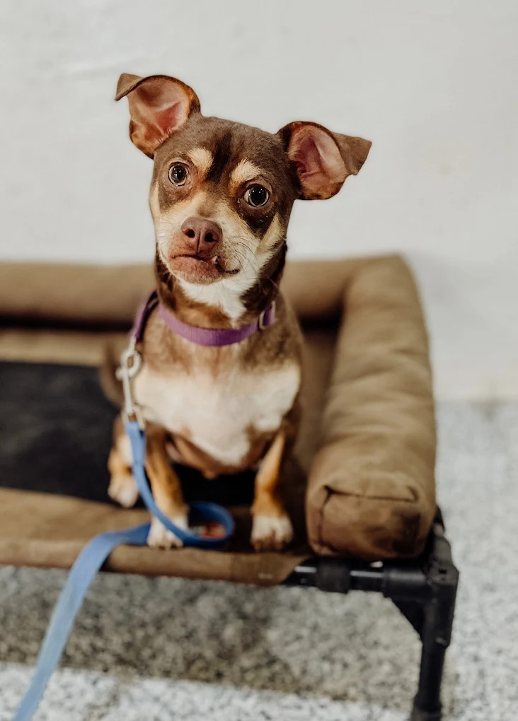 A happy dog at ATX K9 near Austin