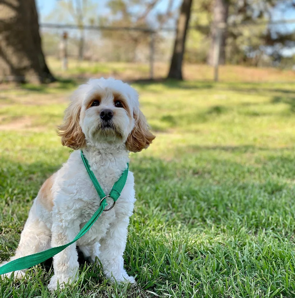 A well-trained dog at ATX K9 in Austin