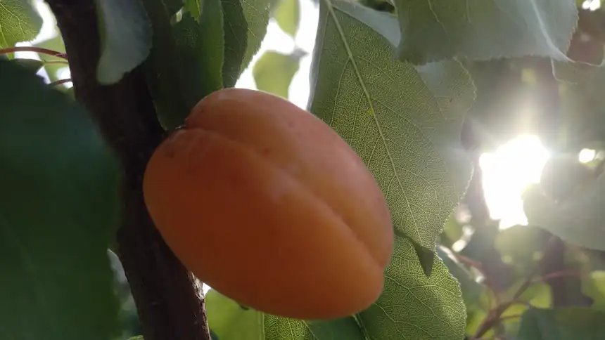 Abricotier, arbres fruitiers bio