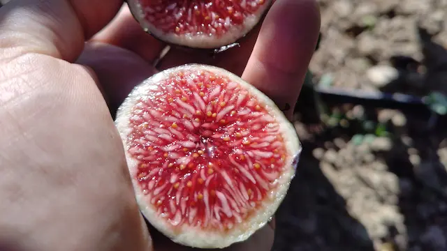 Figuier, arbres fruitiers bio