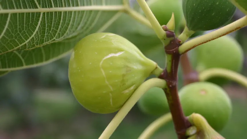 Sucre Vert