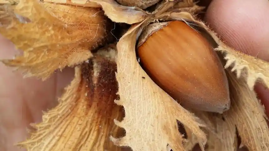 Corabel