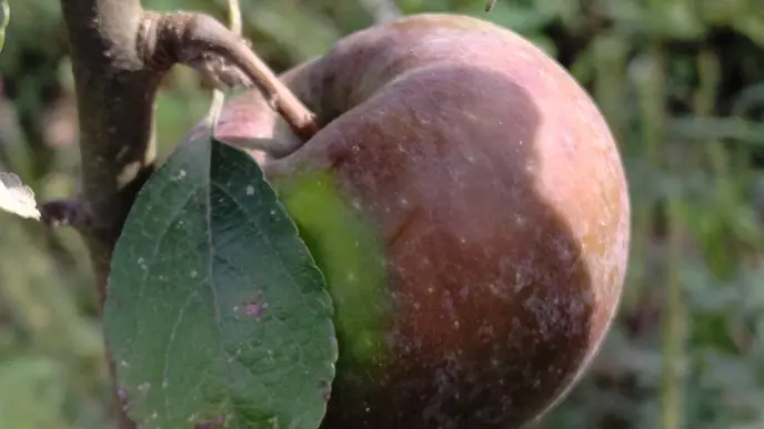 Pommier Api noir