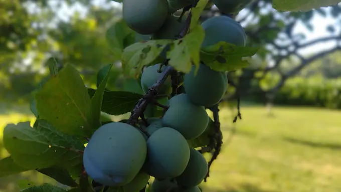 Prunier, arbres fruitiers bio