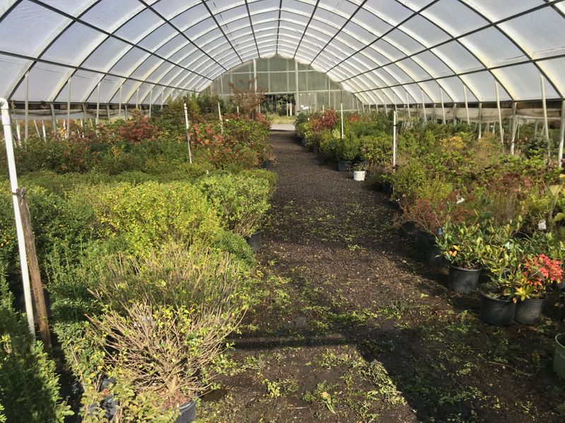 M30460 - Greenhouse Plant Online Auction, Shrubs, Roses, Plants, Evergreens, Outdoor Plants, Garden, Perennial - Nokesville, VA banner