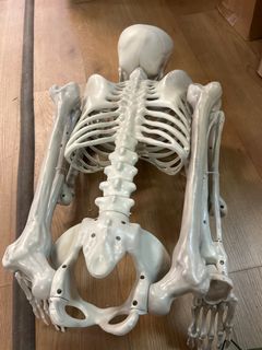 Foldable poseable Haloween skeleton decoration - Image 2