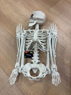 Skeleton  - Image 1