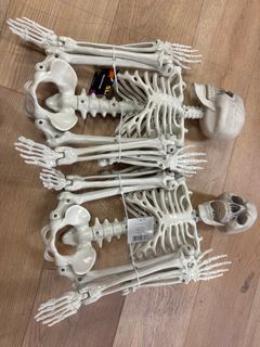 Skeleton  - Image 2