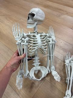 Skeleton  - Image 3
