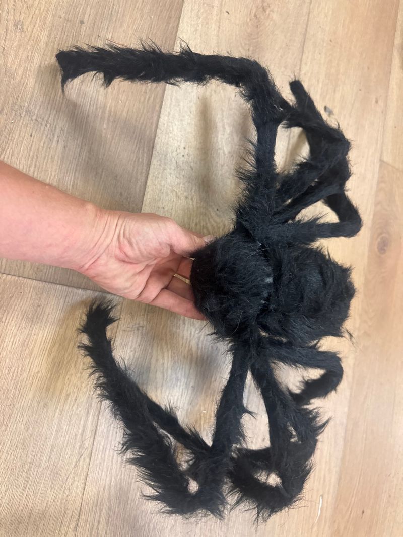 Spider - Image 1