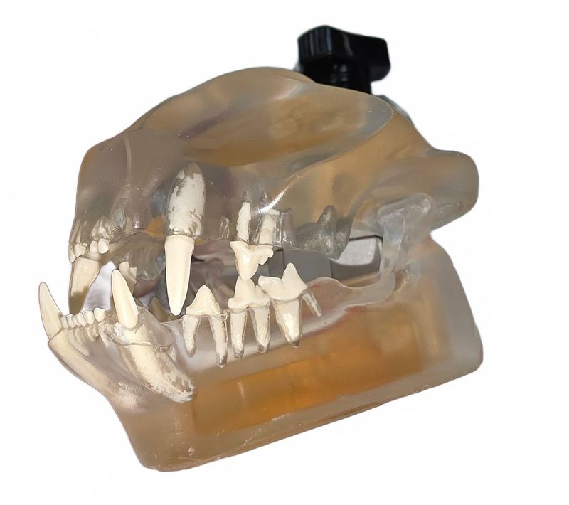 Feline Dental Model - Image 1