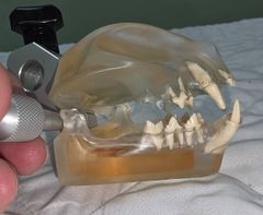 Feline Dental Model - Image 2