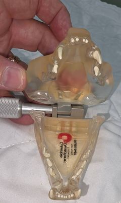 Feline Dental Model - Image 3