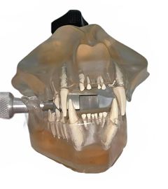 Feline Dental Model - Image 4