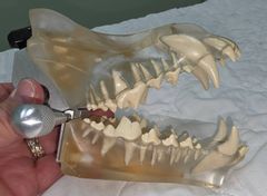 Canine Dental Model - Image 2