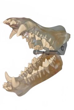 Canine Dental Model - Image 7