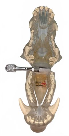 Canine Dental Model - Image 10