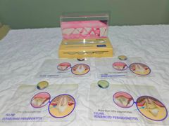 Demonstration Virbac Feline Periodontal Disease Educational Model - Image 1