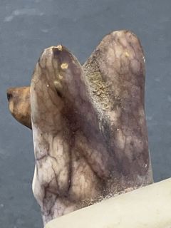 Italian Marble Dog Head Bookends, Signed - Image 5