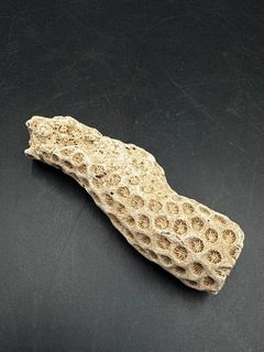Natural Honeycomb Stony Coral Branch Specimen Marine Fossil - Image 1