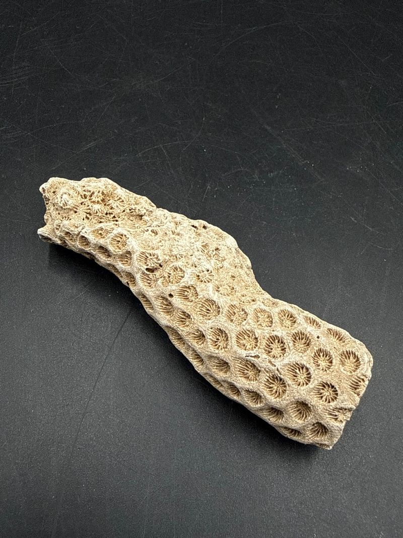 Natural Honeycomb Stony Coral Branch Specimen Marine Fossil - Image 1