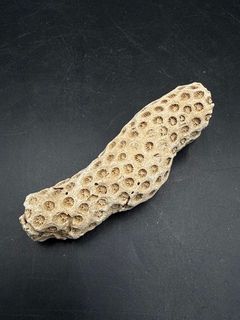 Natural Honeycomb Stony Coral Branch Specimen Marine Fossil - Image 2