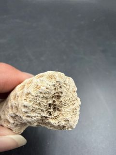 Natural Honeycomb Stony Coral Branch Specimen Marine Fossil - Image 3