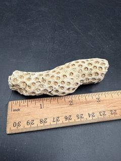 Natural Honeycomb Stony Coral Branch Specimen Marine Fossil - Image 4