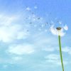 Gentle Breeze