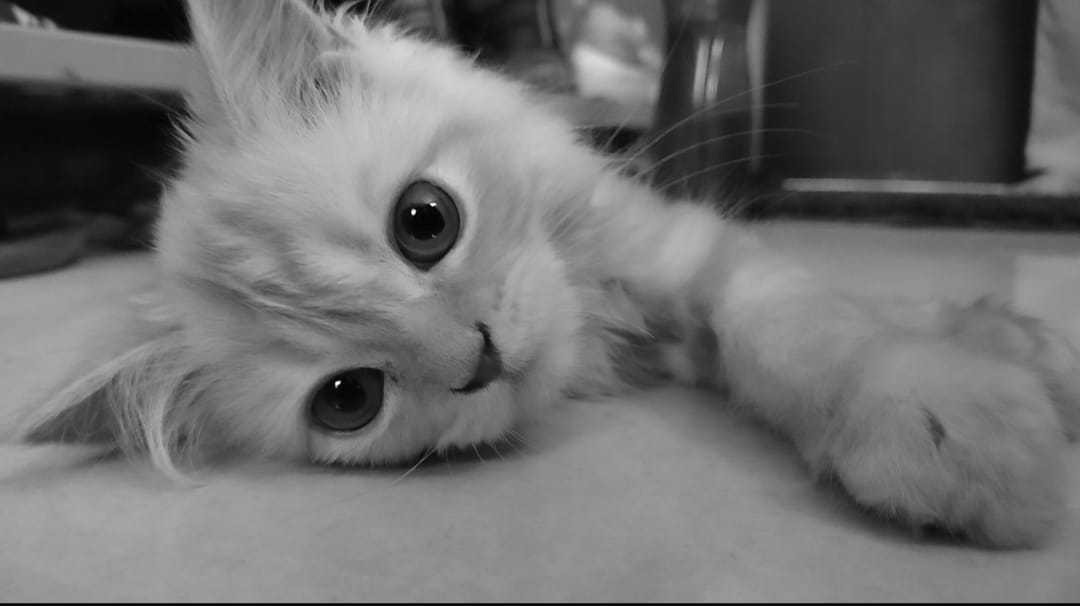 Cute cat cover image