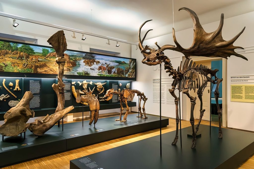 Museums In Graz 5 Natural History Museum - (Graz, Austria Travel Guide)