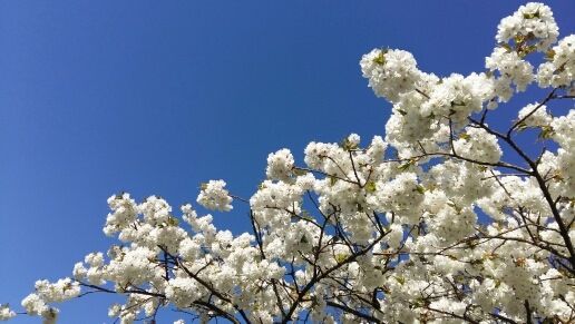 Flower park in Keukenhof, Holland
