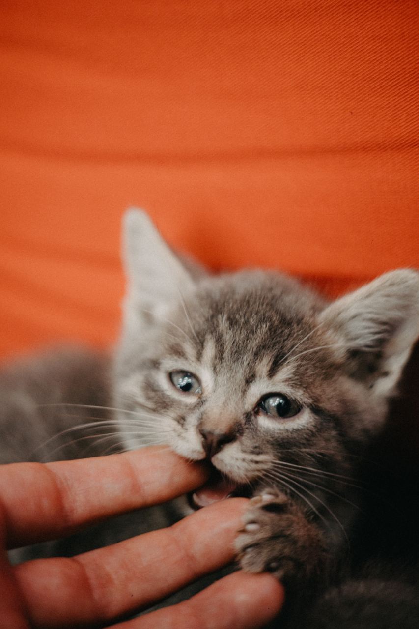 Tuning Audi: kittens are looking for a loving home!