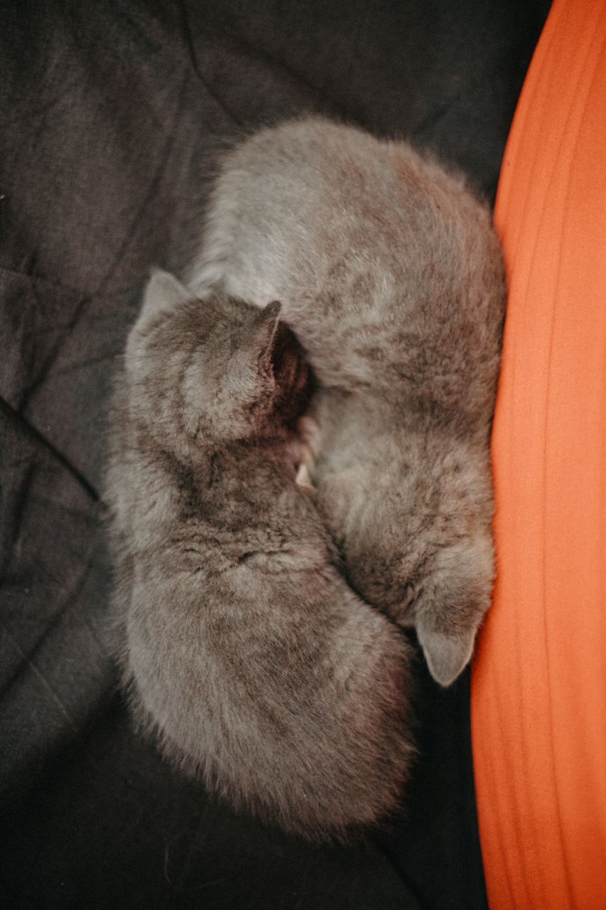 Tuning Audi: kittens are looking for a loving home!