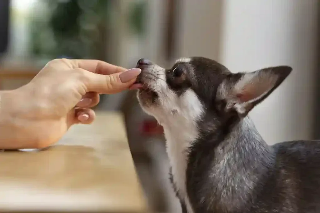 Dieta bogata w antyoksydanty na swędzenie skóry psa