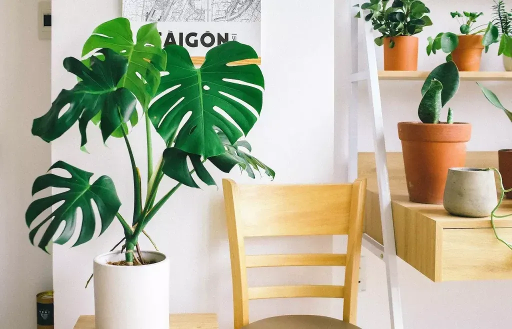 monstera w domu