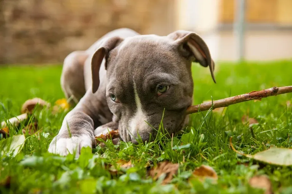 Ile żyją amstaffy? Cechy amstaffów