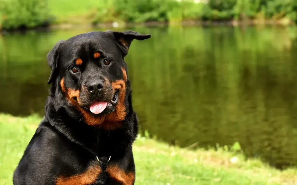 Rottweiler czy jest agresywny? Prawdziwe cechy